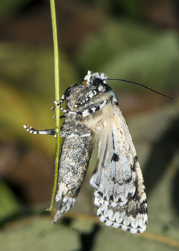 Griposia aprilina - Noctuidae